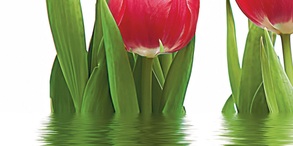 Декор Тюльпаны (панно из 6-ти) 1000х750х9 фото