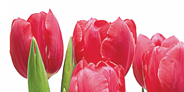 Декор Тюльпаны (панно из 6-ти) 1000х750х9 фото