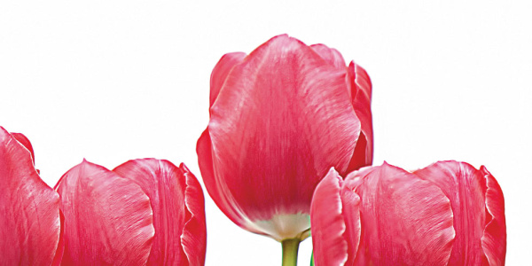 Декор Тюльпаны (панно из 6-ти) 1000х750х9 фото