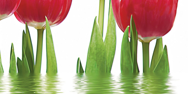 Декор Тюльпаны (панно из 6-ти) 1000х750х9 фото